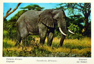 Cartes · Cartes postales Afrique
