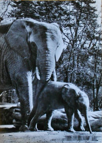 Cartes · Cartes postales Afrique