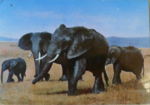 Cartes · Cartes postales Afrique