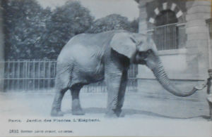 Cartes · Cartes postales Afrique