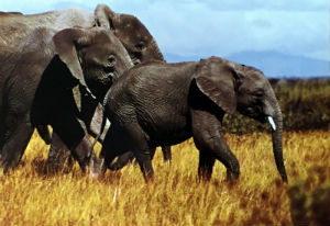 Cartes · Cartes postales Afrique