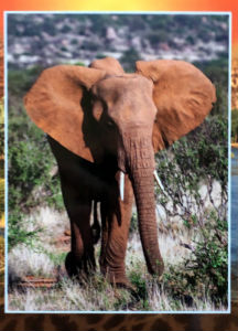 Cartes · Cartes postales Afrique