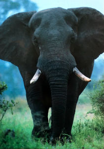 Cartes · Cartes postales Afrique