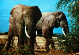 Cartes · Cartes postales Afrique