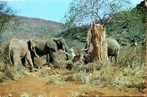 Cartes · Cartes postales Afrique
