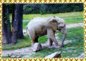 Cartes · Cartes postales Afrique