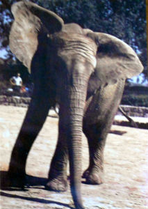 Cartes · Cartes postales Afrique