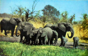 Cartes · Cartes postales Afrique