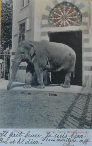 Cartes · Cartes postales - Zoos d'Europe