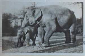 Cartes · Cartes postales Asie - Éléphants d'Asie