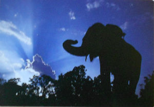 Cartes · Cartes postales Asie - Éléphants d'Asie
