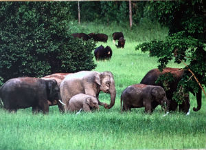 Cartes · Cartes postales Asie - Éléphants d'Asie