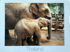 Cartes · Cartes postales Asie - Éléphants d'Asie