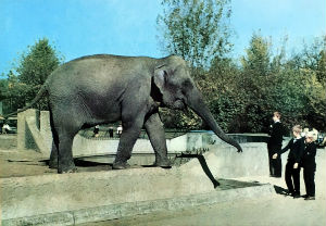 Cartes · Cartes postales Asie - Éléphants d'Asie