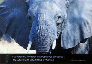 Cartes · Cartes postales Afrique