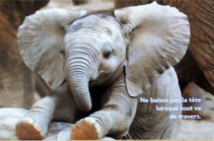 Cartes · Cartes postales Humour