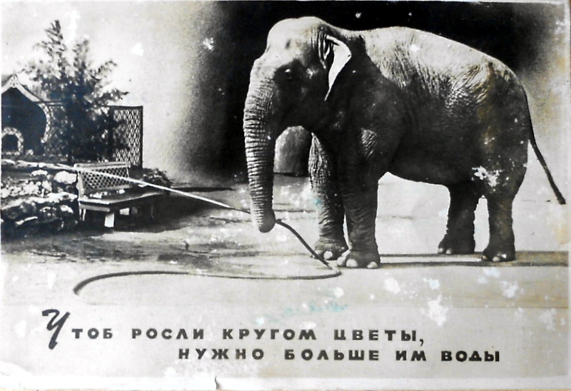 Cartes · Cartes postales Asie - Éléphants d'Asie