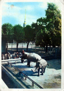 Cartes · Cartes postales Asie - Éléphants d'Asie