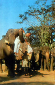 Cartes · Cartes postales Asie - Éléphants d'Asie