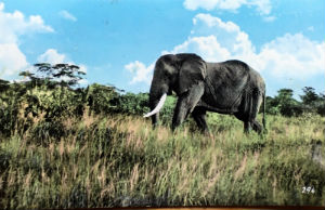 Cartes · Cartes postales Afrique