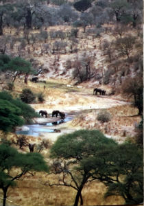 Cartes · Cartes postales Afrique