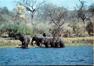 Cartes · Cartes postales Afrique