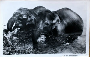 Cartes · Cartes postales Asie - Éléphants d'Asie