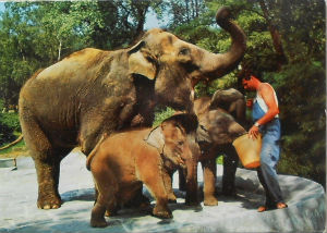 Cartes · Cartes postales - Zoos d'Europe