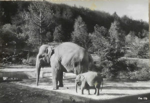 Cartes · Cartes postales - Zoos d'Europe