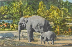 Cartes · Cartes postales - Zoos d'Europe