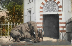 Cartes · Cartes postales - Zoos d'Europe