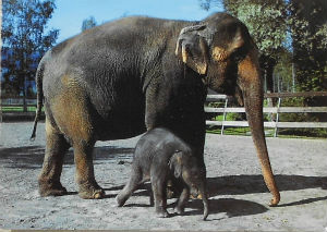Cartes · Cartes postales - Zoos d'Europe