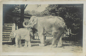 Cartes · Cartes postales - Zoos d'Europe