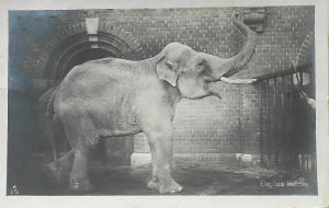 Cartes · Cartes postales - Zoos d'Europe