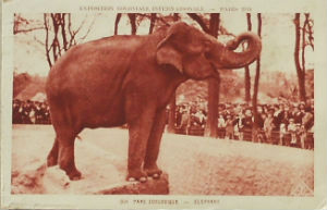Cartes · Cartes postales - Zoos d'Europe