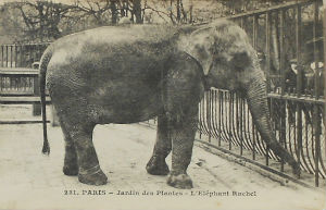 Cartes · Cartes postales - Zoos d'Europe