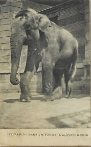 Cartes · Cartes postales - Zoos d'Europe