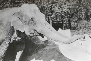 Cartes · Cartes postales - Zoos d'Europe