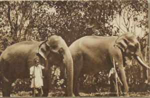 Cartes · Cartes postales - Zoos d'Europe