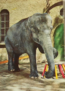 Cartes · Cartes postales - Zoos d'Europe