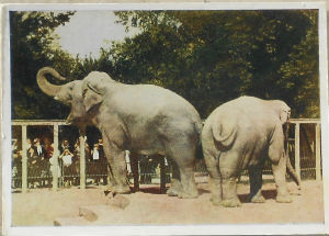 Cartes · Cartes postales - Zoos d'Europe