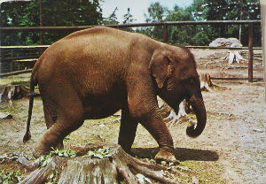 Cartes · Cartes postales - Zoos d'Europe