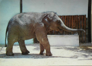 Cartes · Cartes postales - Zoos d'Europe
