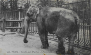 Cartes · Cartes postales - Zoos d'Europe