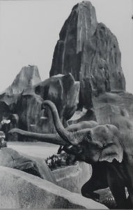 Cartes · Cartes postales - Zoos d'Europe