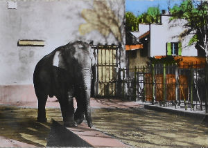 Cartes · Cartes postales - Zoos d'Europe