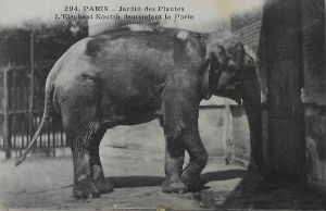 Cartes · Cartes postales - Zoos d'Europe