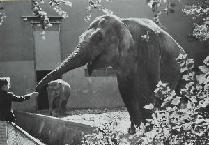 Cartes · Cartes postales - Zoos d'Europe