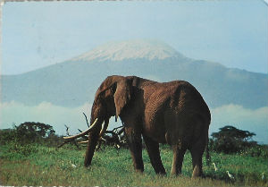 Cartes · Cartes postales Afrique