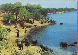 Cartes · Cartes postales Afrique